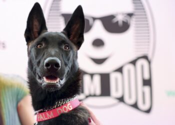 De cadela abandonada a estrela de Cannes: cachorrinha chilena Yuri ganha Palma Canina